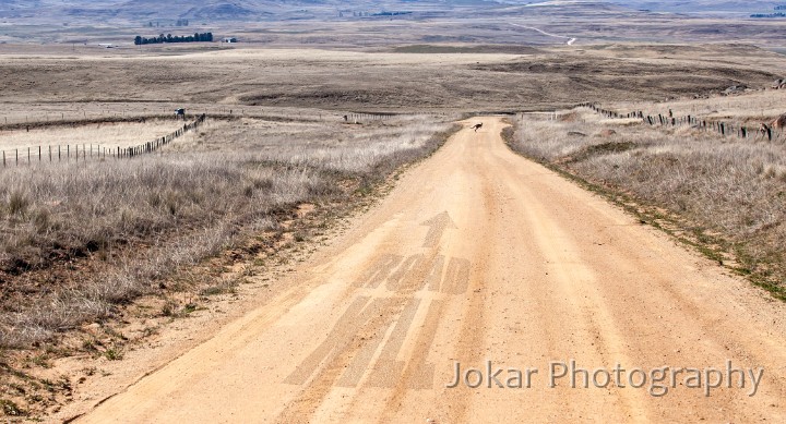 Road kill.jpg - Road kill.  A ‘decisive moment’ for the roo? (Though in fact there are five roos in this image.) 